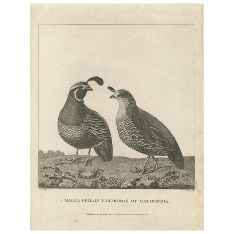 California Quail Pair – Partridge Couple of California, Antique Bird Print, 1798