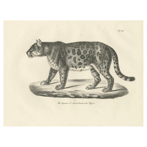 19th-Century Lithograph of the Jaguar, Also Known as the American Tiger