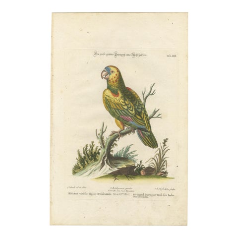 The Great Green Parrot of the West Indies – Hand-Colored Engraving, ca.1770