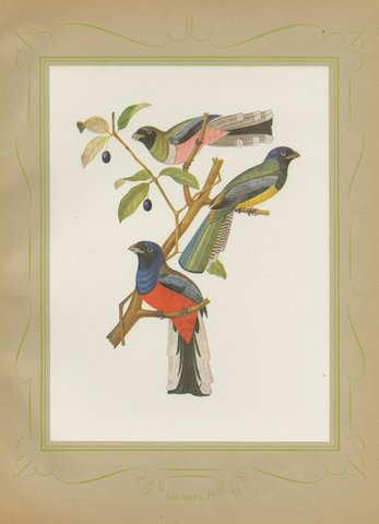 Trogons and Jays, Brazilian Bird Print, Descourtilz, 1944