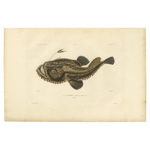 Antique Ichthyology Print – Anglerfish (Lophius piscatorius), Gaimard 1842