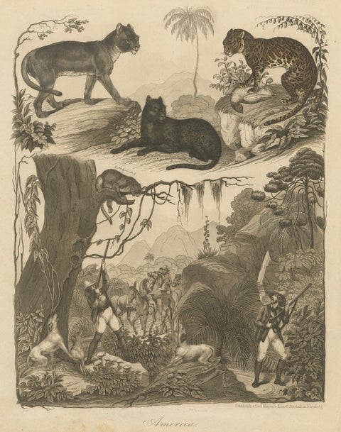 American Hunters and Wild Cats – Antique Mayer Engraving c.1840