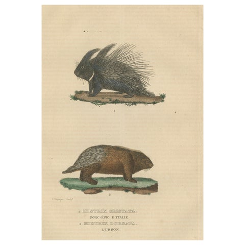 Antique Engraving of Crested Porcupine and North American Porcupine, ca.1825