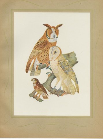 Striped Owl, Barn Owl and Pygmy Owl, Brazilian Bird Print, Descourtilz, 1944