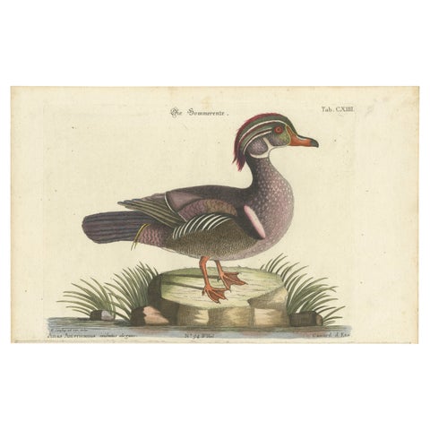 Wood Duck – Die Sommerente / Canard d’Été, after Mark Catesby, Seligmann, c.1770
