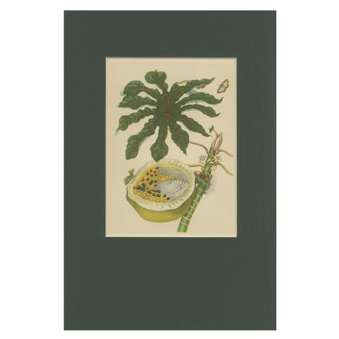 Papaya and Insects – 19th-Century Hand-Colored Lithograph after Merian Plate 45