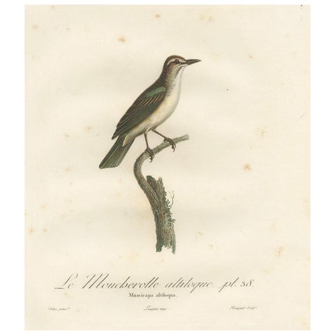 The Black-Whiskered Vireo – An 1807 Large Hand-Colored Ornithological Print
