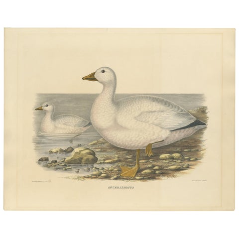 Large Rare Old Bird Print Depicting Cassin's Snow Goose, 1869