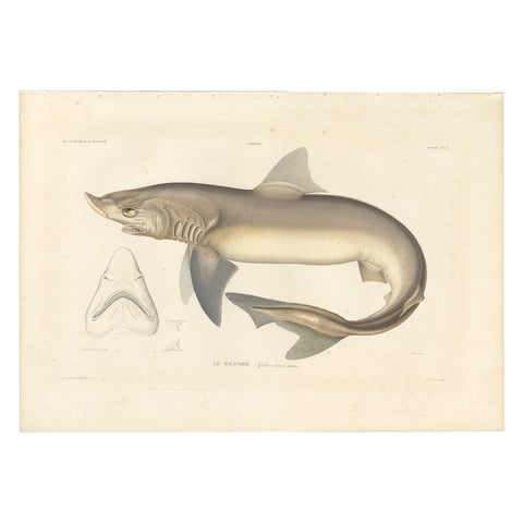 Antique Shark Illustration – Tope Shark from Iceland-Greenland Voyage, 1845