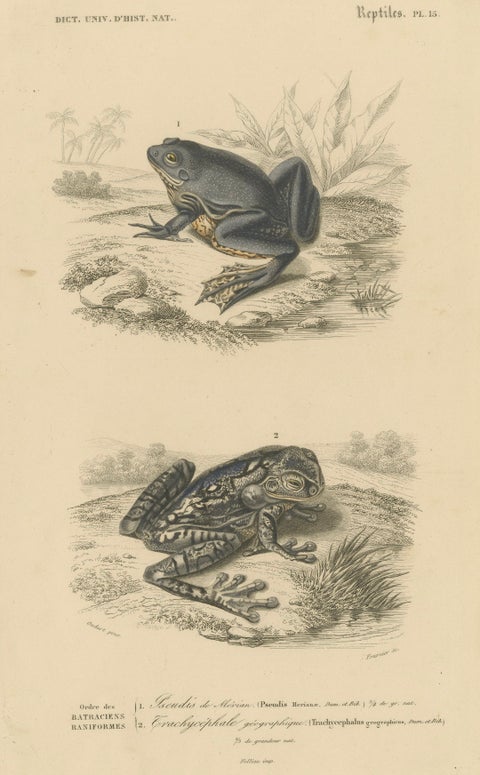 Frog Print of Mexican Treefrog and Map Frog, c.1850, by Orbigny