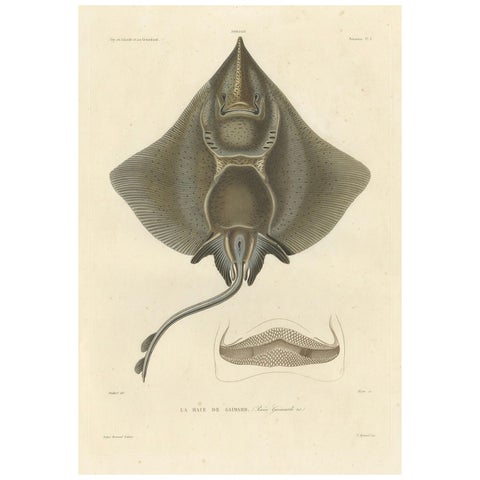 Antique Print of Arctic Skate or Gaimard’s Ray – Hand-Colored Lithograph, 1854