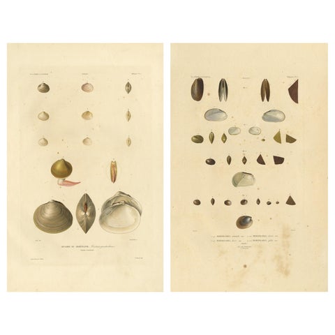 Antique Conchology Prints – Greenland Bivalves and Modiolaria Shells, 1842