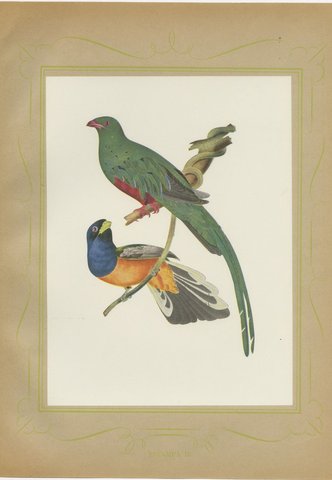 Quetzal and Trogon, Brazilian Bird Print, Descourtilz, 1944