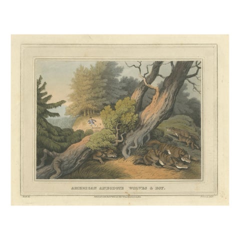 Hand-Colored Aquatint 'American Anecdote Wolves & Boy', 1813