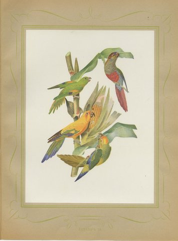 Conures and Parakeets, Brazilian Bird Print, Descourtilz, 1944