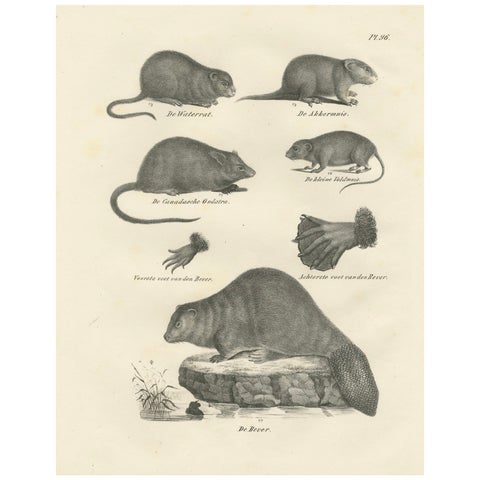 19th-Century Zoological Lithograph of Beavers, Muskrats and Field Mice