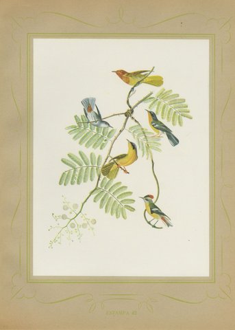 Warblers and Honeycreepers on Acacia, Brazilian Bird Print, Descourtilz, 1944