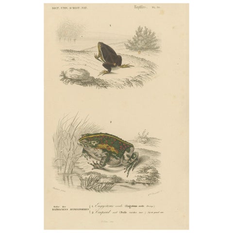 Frog Print of Oval Engystoma and Green Toad, c.1850, by Orbigny
