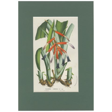 Billbergia liboniana – A Rare 19th-Century Botanical Illustration by van Houten