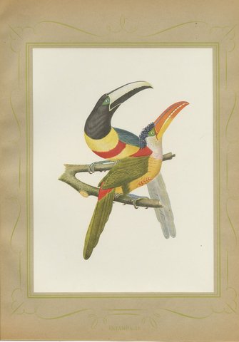 Curl-Crested, Chestnut-Eared Aracaris, Brazilian Bird Print, Descourtilz, 1944