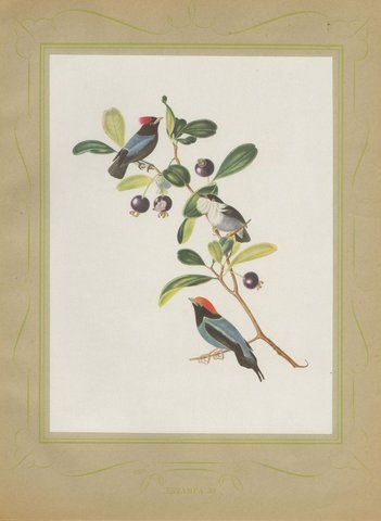 Manakins, Brazilian Bird Print, Descourtilz, 1944