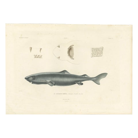 Antique Print of Greenland Shark with Anatomical Details – Paris, 1845