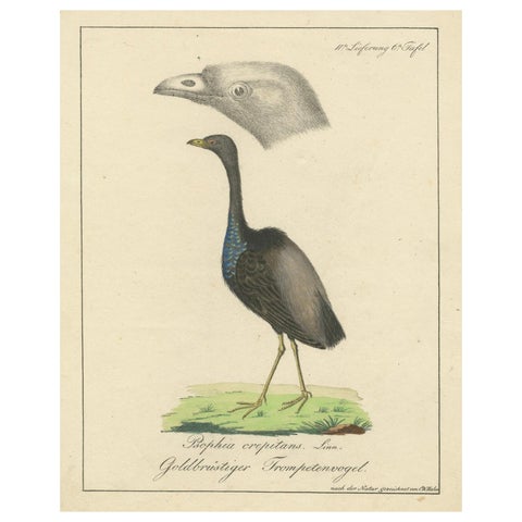 Echoes of the Amazon: The Gold-Breasted Melody, circa 1820