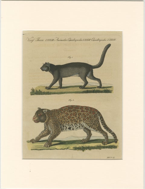Antique Jaguar & Jaguarundi Engraving – Bertuch, 1813