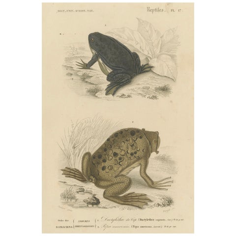 Frog Print of Cape Dactylethra and Surinam Toad, c.1850, by Orbigny