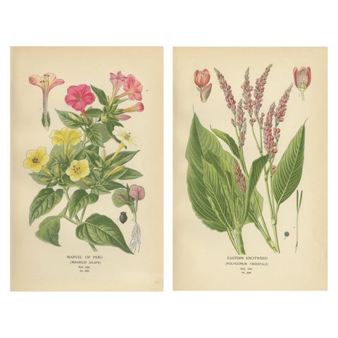 1897 Botanical Prints – Marvel of Peru and Eastern Knotweed