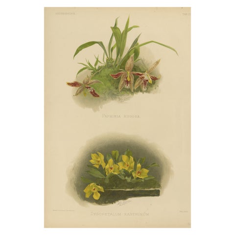Victorian Botanical Orchid Print – Two Exotic Varieties, c.1888