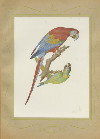 Scarlet Macaw with Parakeets, Brazilian Bird Print, Descourtilz, 1944