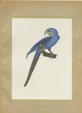 Hyacinth Macaw, Brazilian Bird Print, Descourtilz, 1944