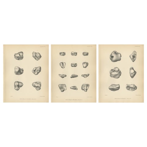 Set of 3 Antique Paleontology Prints of a Dinoceras Mirabile by Marsh '1886'