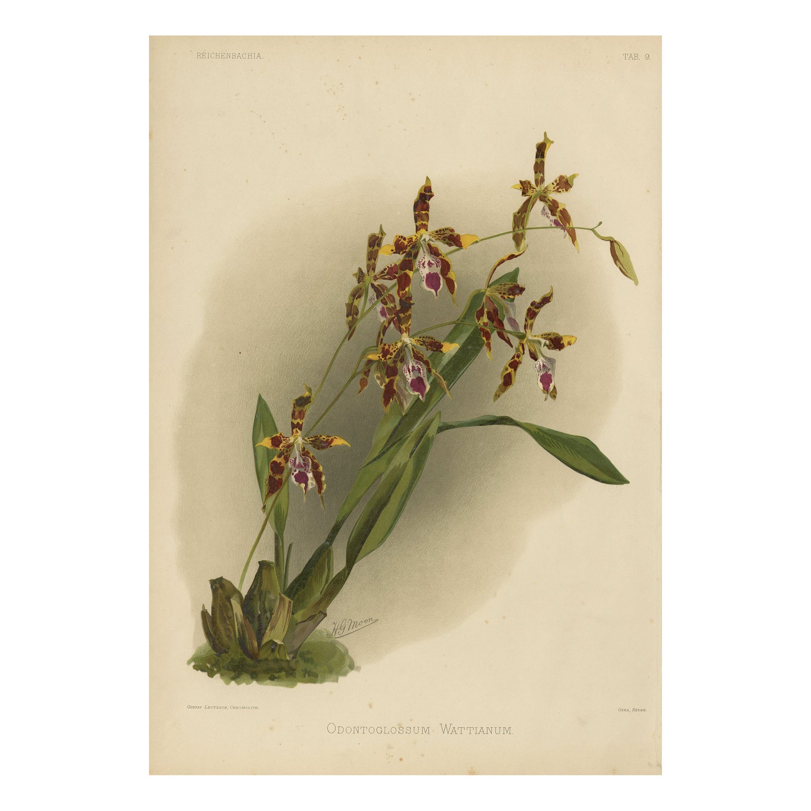 Antique Botanical Print – Exotic Orchid Odontoglossum Wattianum, c.1888