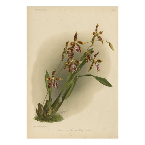 Antique Botanical Print – Exotic Orchid Odontoglossum Wattianum, c.1888