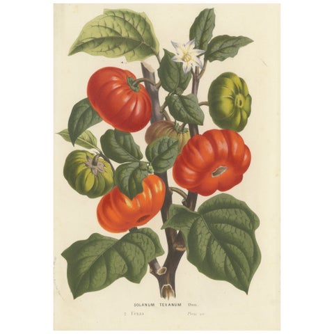 Texas Nightshade Botanical Illustration, Lithograph, 19th Century