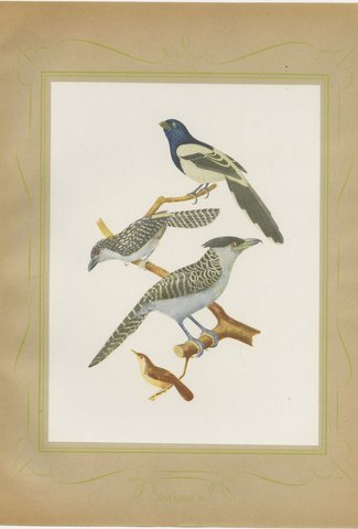 Cuckoos and Anis, Brazilian Bird Print, Descourtilz, 1944