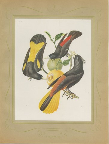 Orioles and Caciques, Brazilian Bird Print, Descourtilz, 1944