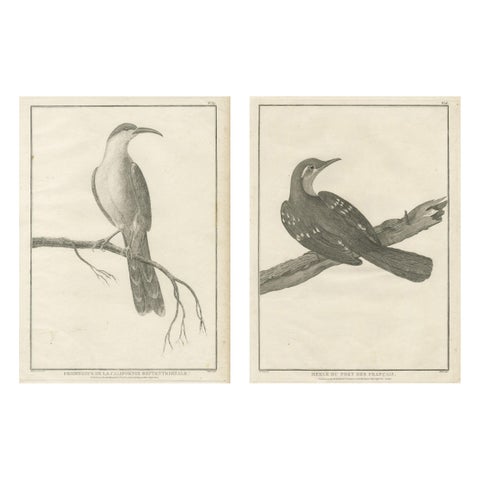 California Birds – Northern California Honeyeater & Port Français Thrush, c.1798