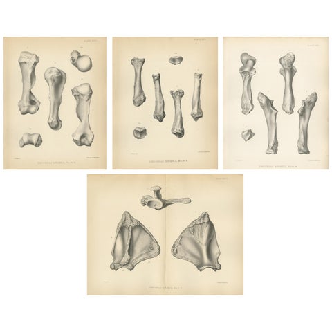 Set of 4 Antique Paleontology Prints of a Dinoceras Mirabile by Marsh, 1886