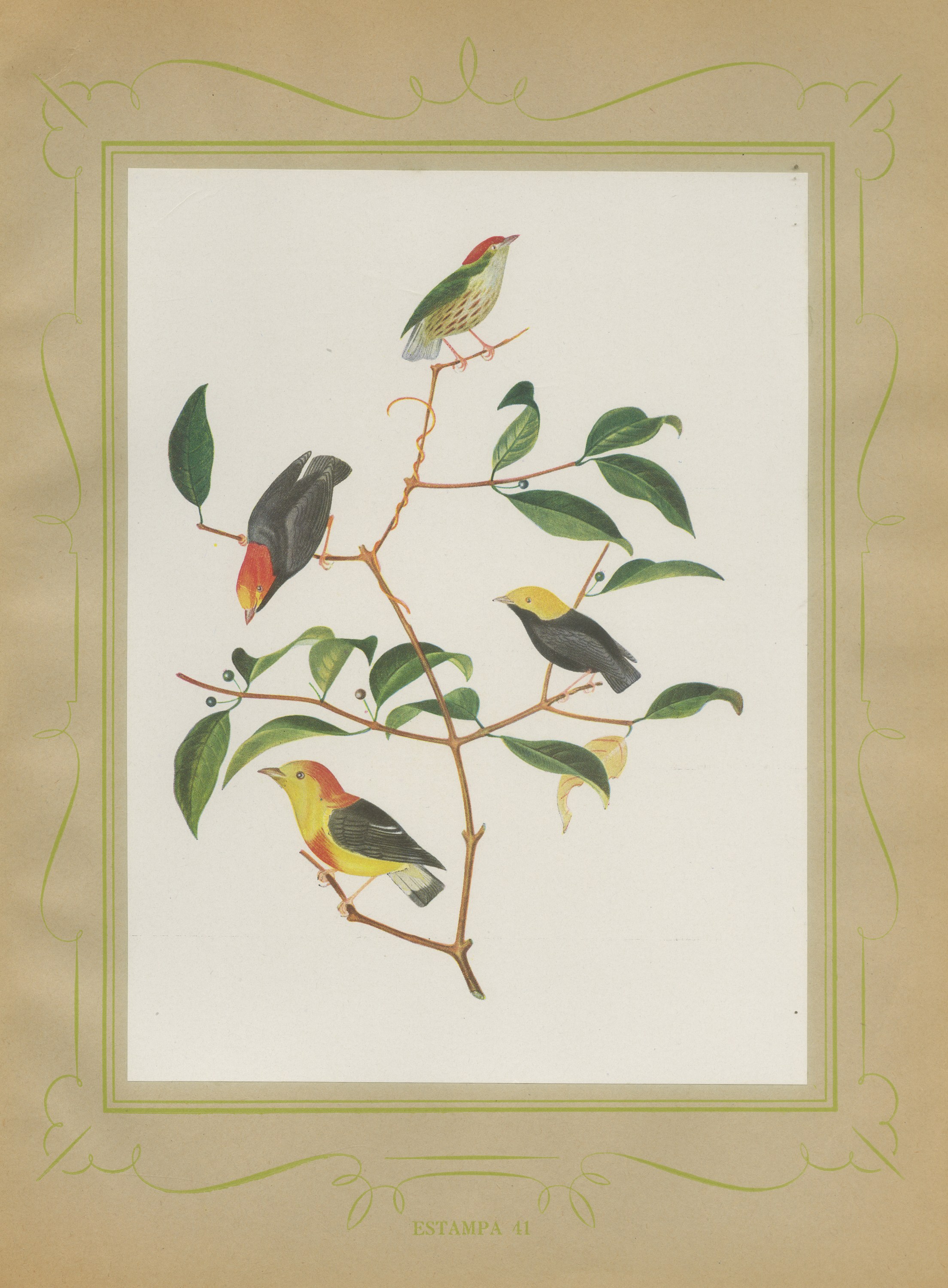 Manakins and Tanagers, Brazilian Bird Print, Descourtilz, 1944