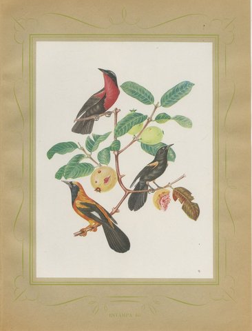 Orioles and Tanagers on a Guava, Brazilian Bird Print, Descourtilz, 1944