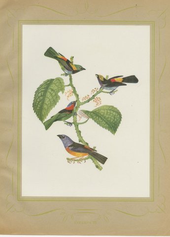 Tanagers and Warblers, Brazilian Bird Print, Descourtilz, 1944