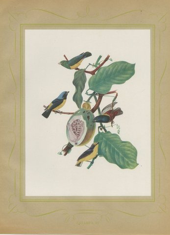 Tanagers and Euphonias on a Papaya, Brazilian Bird Print, Descourtilz, 1944