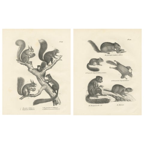 Antique Lithographs of Squirrels & Flying Squirrels, 19th Century