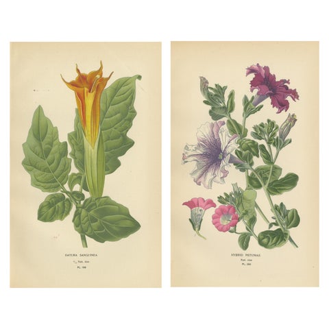 1897 Decorative Old Botanical Prints – Datura Sanguinea and Hybrid Petunias