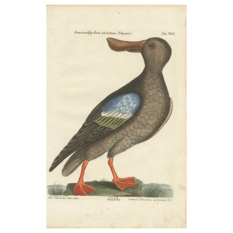 Hand-Colored Engraving of the American Duck with Broad Bill by Seligmann, c.1770