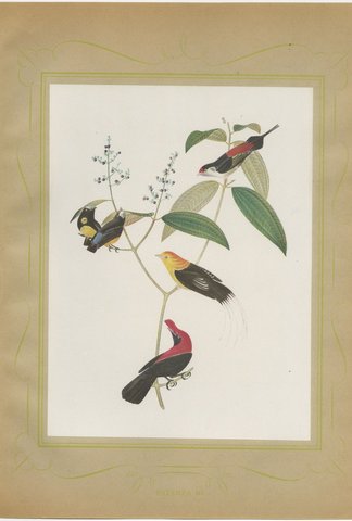 Cotingas and Long-Tailed Manakins, Brazilian Bird Print, Descourtilz, 1944