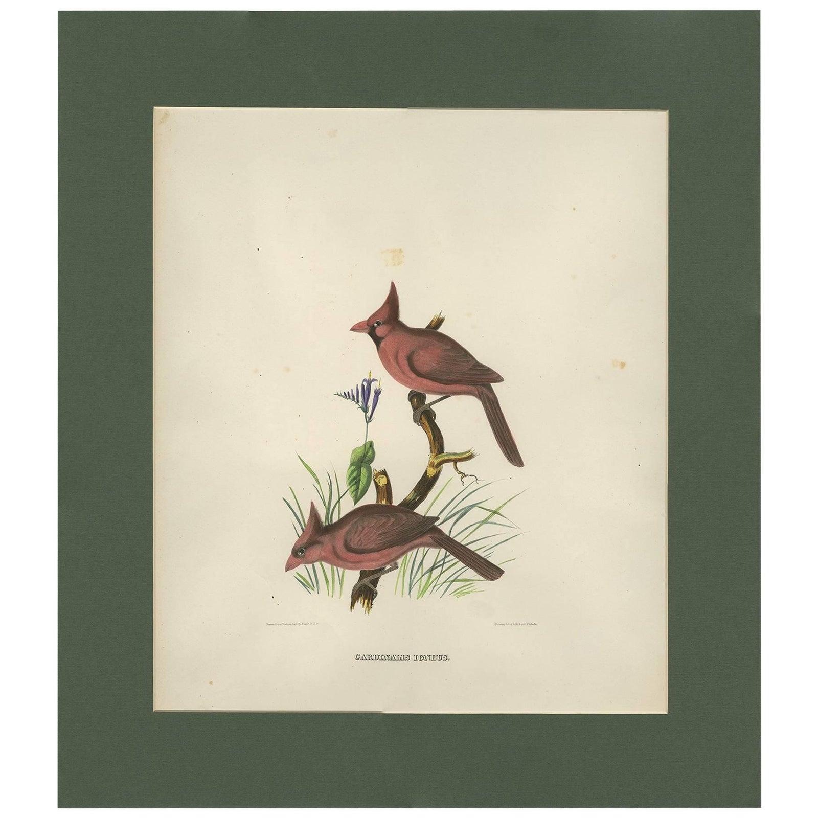 Antique Bird Print of Northern Cardinals Made After D.G. Elliot, 1869